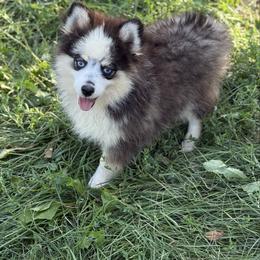 Pepper - Black and white male Pomsky puppy in Lewiston, Minnesota from Family Pomsky