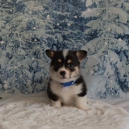 Blue collar - Black and tan male Pembroke Welsh Corgi puppy in Grass Valley, California from Triple M Ranch Corgi's