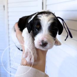 Purple - Tri-color female Bernedoodle puppy in Rockwall, Texas from Glory Doodles