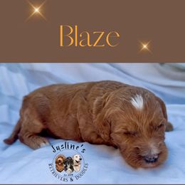 Sierra - Red  female Goldendoodle puppy in Sterling, Connecticut from Justine’s Retrievers and Doodles