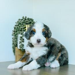 Girl 1 - Merle female Bernedoodle puppy in Spanish Fork, Utah from K Brand Doodles