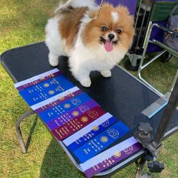 Pomeranian puppies from Ruby’s Pomeranians