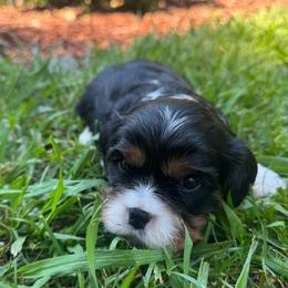 Cash - Tri-color male Cavalier King Charles Spaniel puppy in Wilton, California from Becky's Cavalier King Charles Spaniels