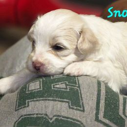 Snowball - White male Yorkipoo puppy in Conyers, Georgia from Furrever Puppy Co.