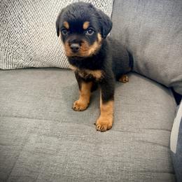 Buzz - Black and mahogany male Rottweiler puppy in Denver, Colorado from DR