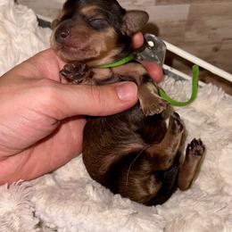 Forest - Cream male Dachshund puppy in Atwood, Oklahoma from Holder’s Doxie Farm