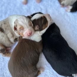 Australian Shepherd Puppies from Raybell Ridge Farm
