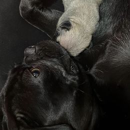French Bulldog and Pug Puppies from AZPUGFRENCHIECONNECTION