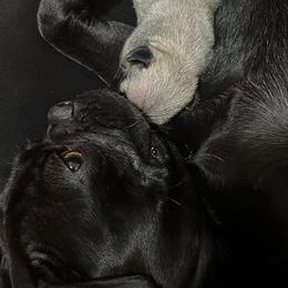 French Bulldog and Pug Puppies from AZPUGFRENCHIECONNECTION