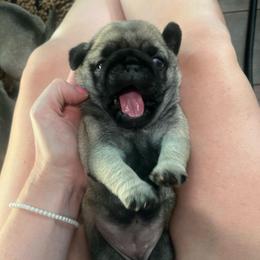 Maple - Fawn female Pug puppy in Grants Pass, Oregon from Malta Pugs