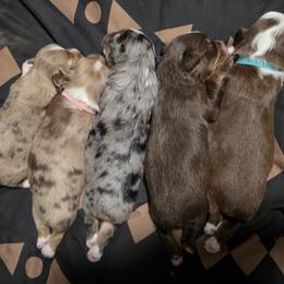 Australian Shepherd, Border Collie, Miniature American Shepherd, Miniature Australian Shepherd, and Toy Australian Shepherd Puppies from Aloe Aussies