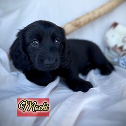 Mochi - Black male Dachshund puppy in Meadville, Pennsylvania from Four Seasons Dachshunds