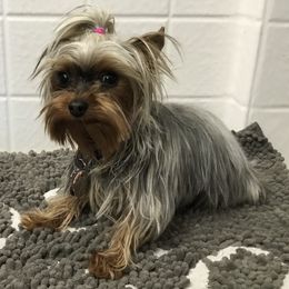 Kiwi - Yorkshire Terrier