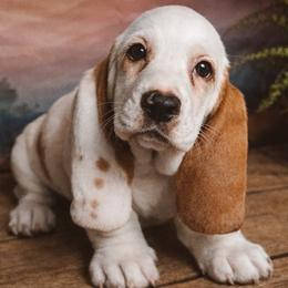 Joy - Red and white female Basset Hound puppy in Hodges, South Carolina from Blooming Basset