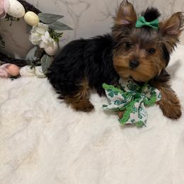 LOUIX - Black and gold male Yorkshire Terrier puppy in Maple Heights, Ohio from Yorkiesllc