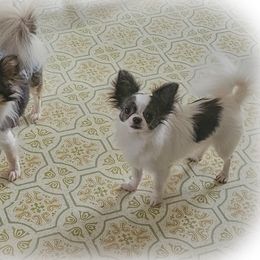 Chihuahua Puppies from Country Charm Chihuahuas