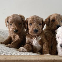 Reserve Little Scoop 4 (M) - Red  male Goldendoodle puppy in Modesto, California from Central Valley Canine Companions