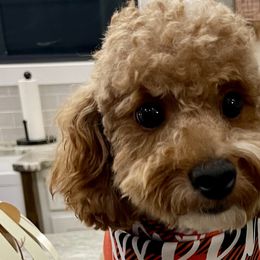 Aussiedoodles and Goldendoodles from Kay Kay’s Poodles & Doodles