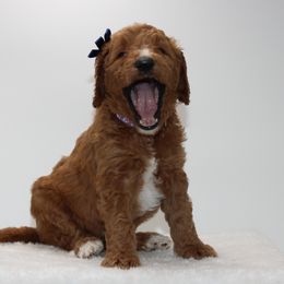Bernedoodle and Goldendoodle Puppies from Delta Doodles and Poodles