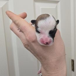 Girl 3 - Fawn female Pembroke Welsh Corgi puppy in Reno, Nevada from PBJ Corgis