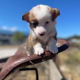 Pembroke Welsh Corgi Puppies from Top-Notch Paws