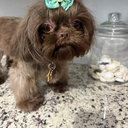 Shih Tzu Puppies from Mosley Kennel Shih Tzu