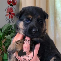 German Shepherd Puppies from Select Shepherds LLC