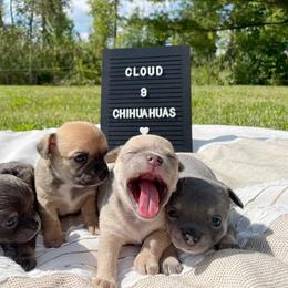 Chihuahua Puppies from Cloud9 Chihuahuas