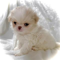 Sumire - Lemon and white male Japanese Chin puppy in Davisville, Missouri from Uniquely Yours, Shelly’s Japanese Chins