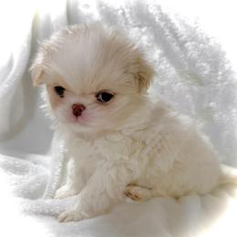 Sumire - Lemon and white male Japanese Chin puppy in Davisville, Missouri from Uniquely Yours, Shelly’s Japanese Chins