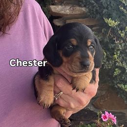 Chester - Black and tan male Dachshund puppy in Warrior, Alabama from Bountiful Dachshunds