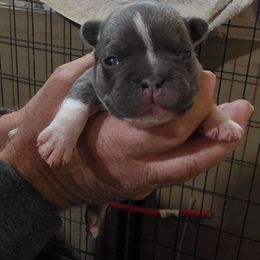 Boy 3 - Blue male French Bulldog puppy in Cabool, Missouri from Shannon French Bulldogs
