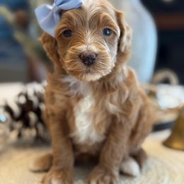 K Yellow girl - Red  female Goldendoodle puppy in Lewisville, Texas from Texas Goldendoodle Lovers