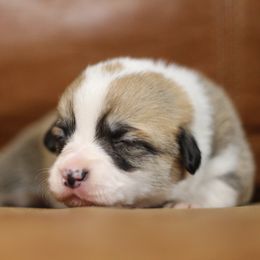 Pembroke Welsh Corgi Puppies from Ayers Acres Corgis