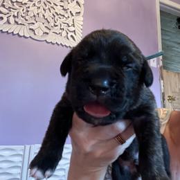Turquoise collar Ledge - Chestnut brindle male Cane Corso puppy in Tennessee from Nuovo Inizi Kennels