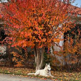 Berger Blanc Suisse and German Shepherd Puppies from Scenic Creek German Shepherds and White Swiss Shepherds