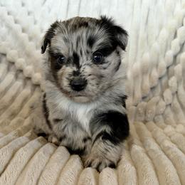 Nova - Blue merle female Miniature Australian Shepherd puppy in New Hampton, Iowa from Full River Australian Shepherds