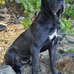 Cane Corso from Nephlim Corsos