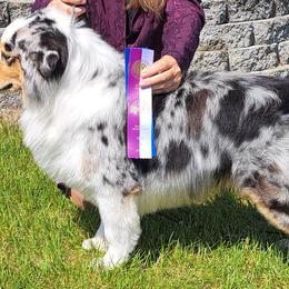 Australian Shepherds, Miniature American Shepherds, Miniature Australian Shepherds, and Toy Australian Shepherds from LongMile Aussies