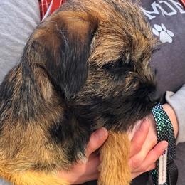 Border Terrier Puppies from Ruff n Ready Border Terriers