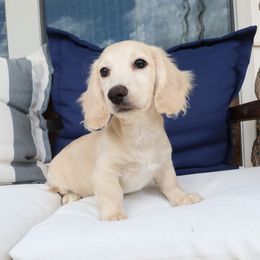 Boy 2 - male Dachshund puppy in Mc Donough, Georgia from Hot Diggity Doxies