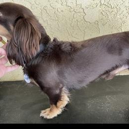 Dachshunds from Keeping it mini kennels