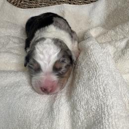 Australian Shepherd Puppies from Hannah Taylor