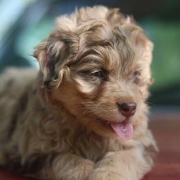 Wilber - Red merle male Aussiedoodle puppy in Orleans, Indiana from Mae Blossom Puppies