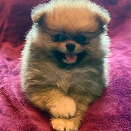 Titan - Orange sable male Pomeranian puppy in Waterloo, Indiana from Garcias Pomeranian