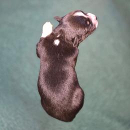 Coal - Black tri-color male Australian Shepherd puppy in Kingman, Arizona from Long Mt Aussies
