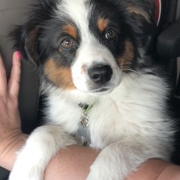 Miniature Australian Shepherd and Toy Australian Shepherd All Grown Up from 2Lazy2P Mini Aussies