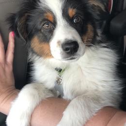 Miniature Australian Shepherd and Toy Australian Shepherd All Grown Up from 2Lazy2P Mini Aussies