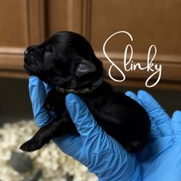 Slinky - Black male Miniature Schnauzer puppy in Victorville, California from West Coast Crown  Miniature Schnauzer