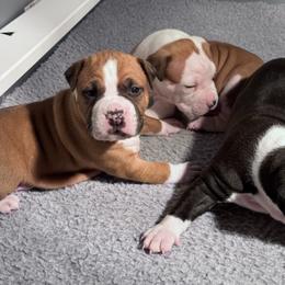 Navy blue collar - Red male American Staffordshire Terrier puppy in Cloverdale, Indiana from Woodshire American Staffordshire Terrier’s